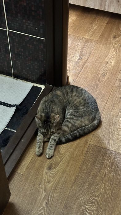 Кошка бесплатно