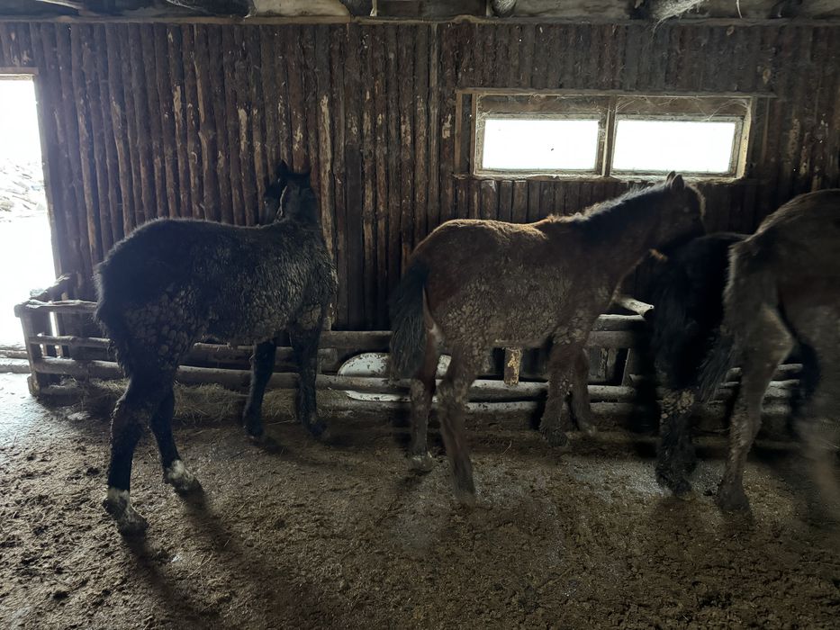 Жеребята/Жабагы с откорма