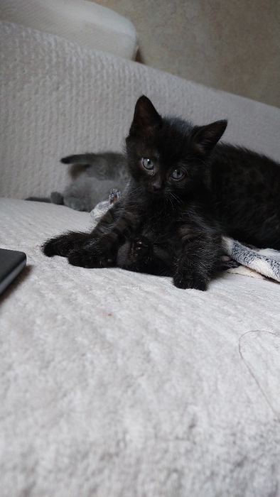 Отдам котят британцев
