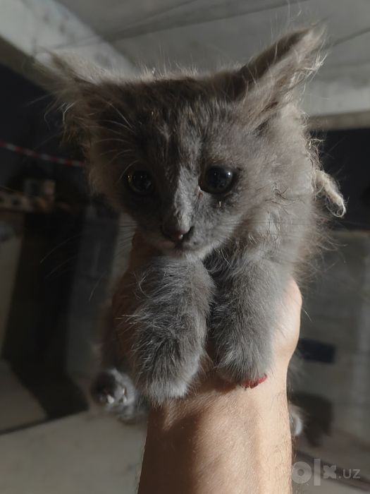 Животное! Котята