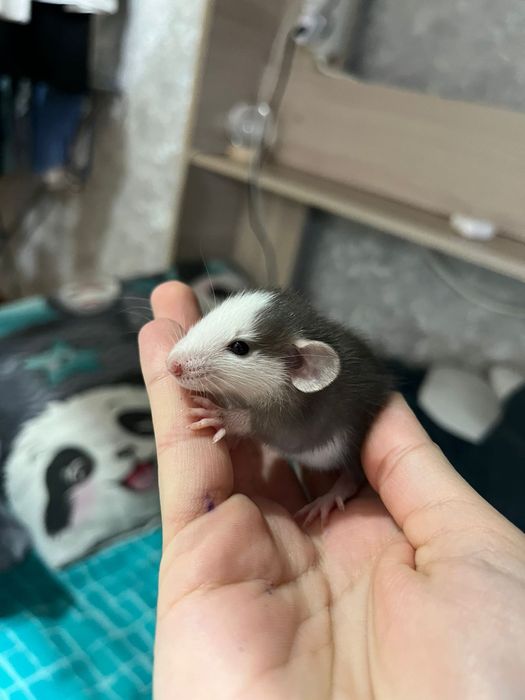 Продам крысят декоративные