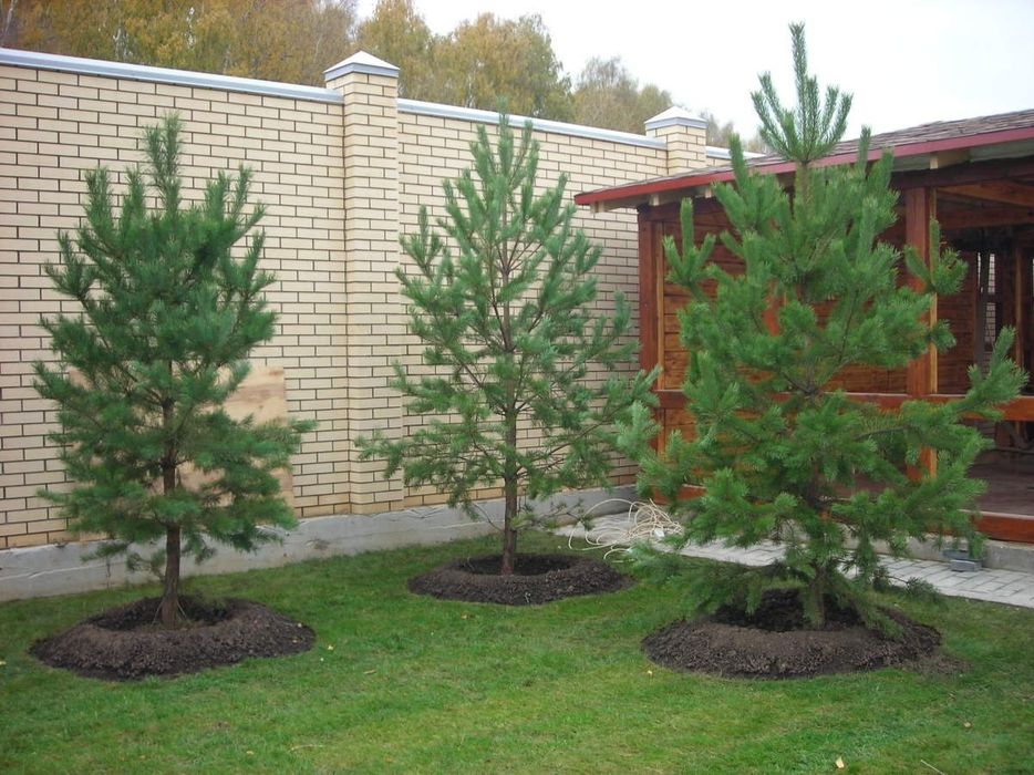 Tuia smarald , occidentalis columnaris , brabant, leilandy, mesteacan.