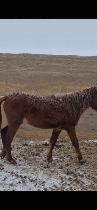 Продам жеребцов количество 8 голов