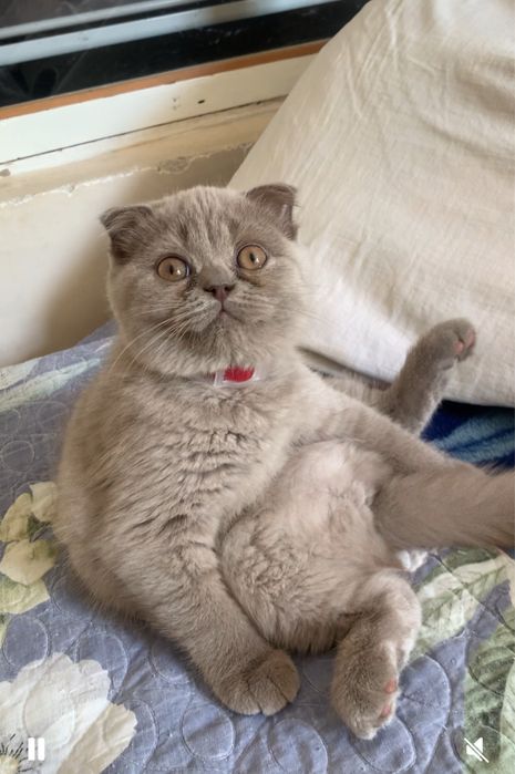 Продается котенок скоттиш фолд
