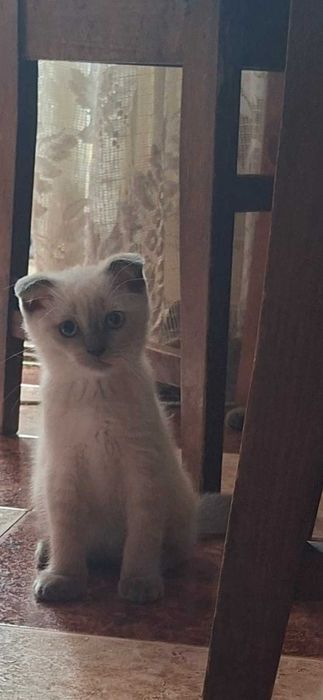 Продавам породисти котенца
