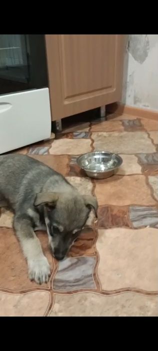 SoS. Срочно  ищем дом щенку.