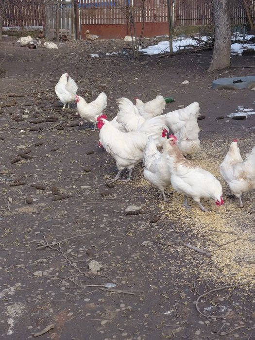 Ouă Australorp alb pentru incubat – găini crescute liber