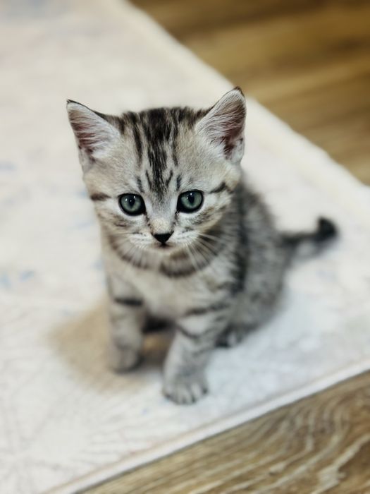 Продам породистого домашнего котенка
