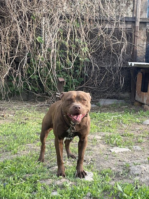 Рр пит красный нос (сука)продаеттся