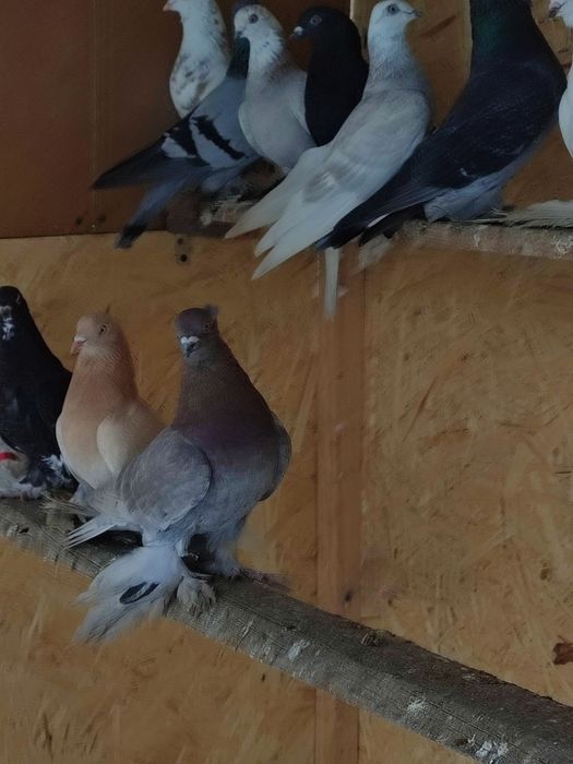 Голубь племенной