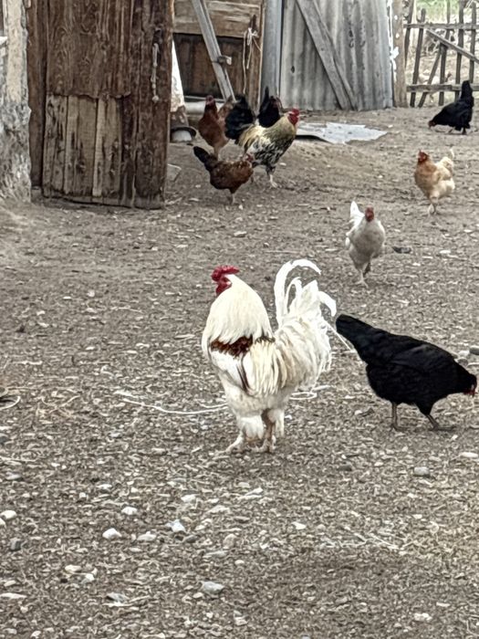 Домащний петухы.