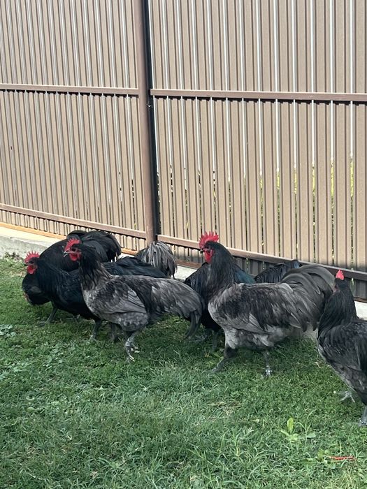 Cocosi australorp negru si albastru