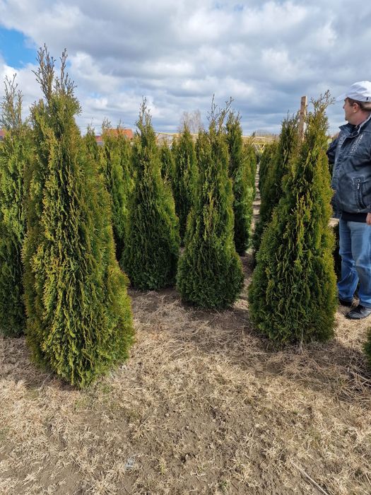 Tuia smaragd calitate extra