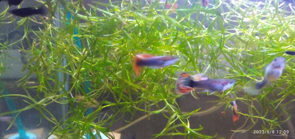 Аквариумни растения, скариди и рибки