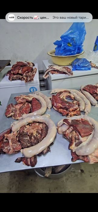 Ет табақ бие Байтал жылқы