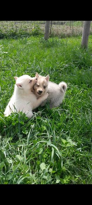 Западно сибирские щенки