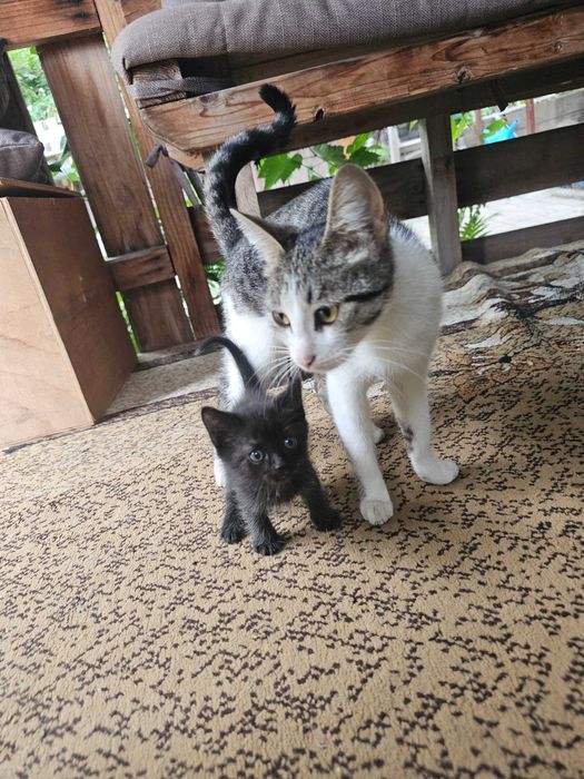 Отдам кошку и котят