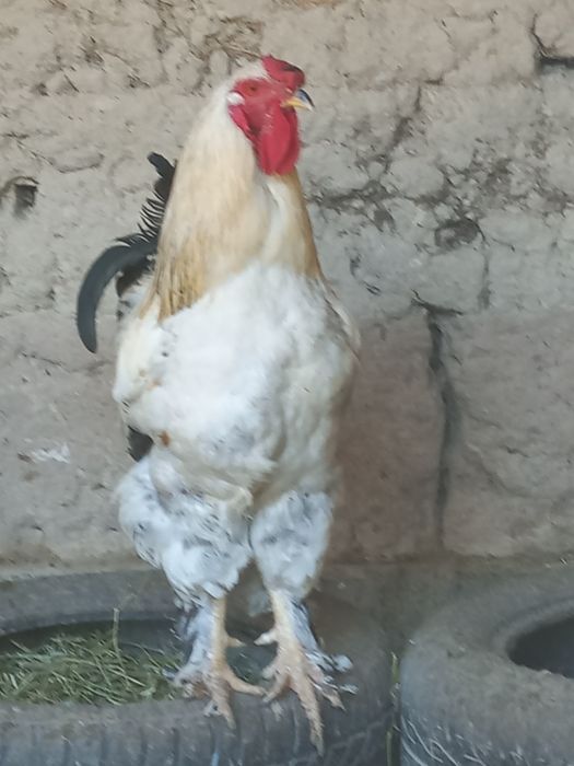 Продоётсы породистый петух