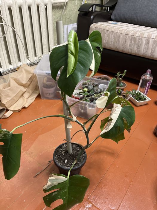 Монстера альба хороший вар