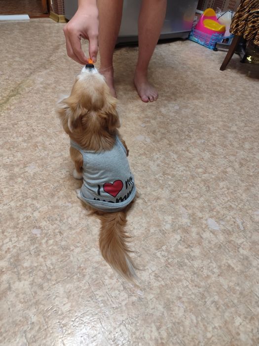 Кабель чихуахуа вязка