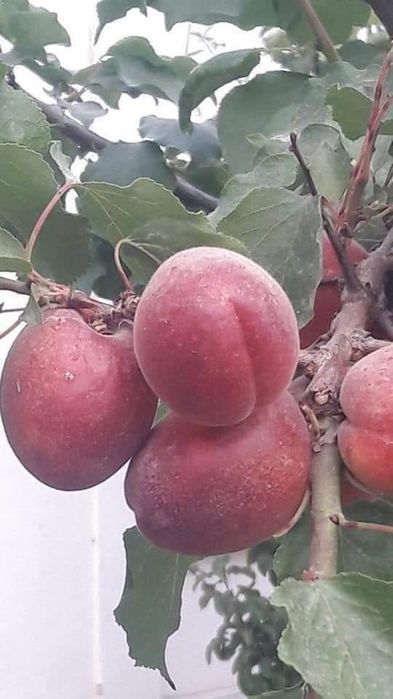 Урик Залдори кучатлар бор 100% К