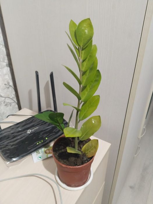 Продам комнатные цветы