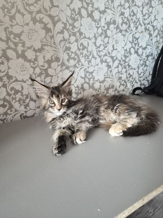 Котята Мейн Куны