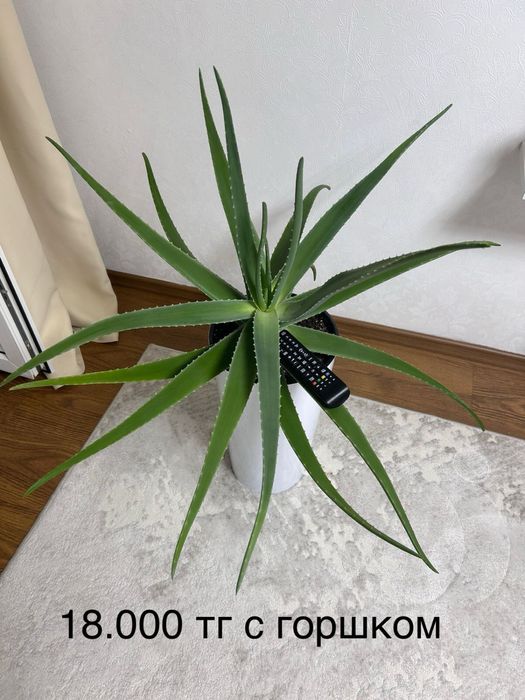 Продам алоэ Вера
