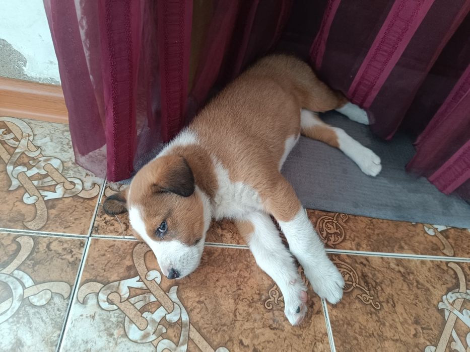 В хорошие руки..