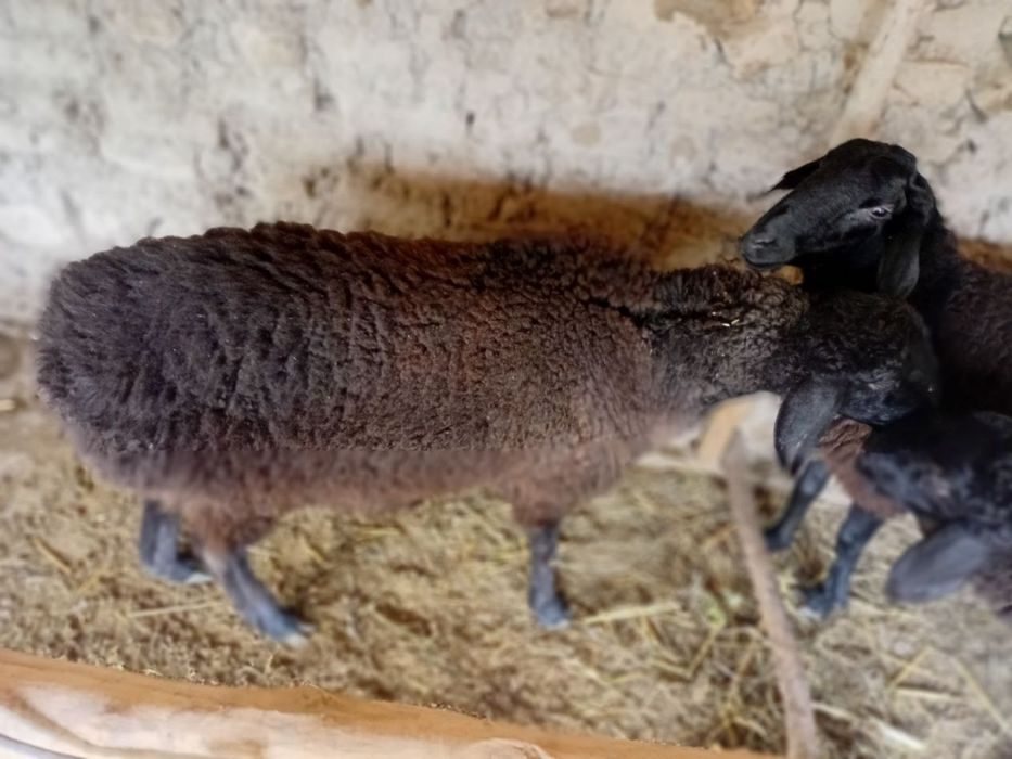 Qoylar bogoz 3ta sovlig 1ta qochqor