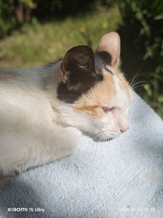 Кошечка примерно 1год ищет дом