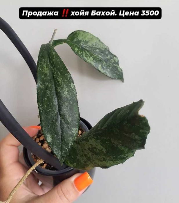 Комнатные растения хойи