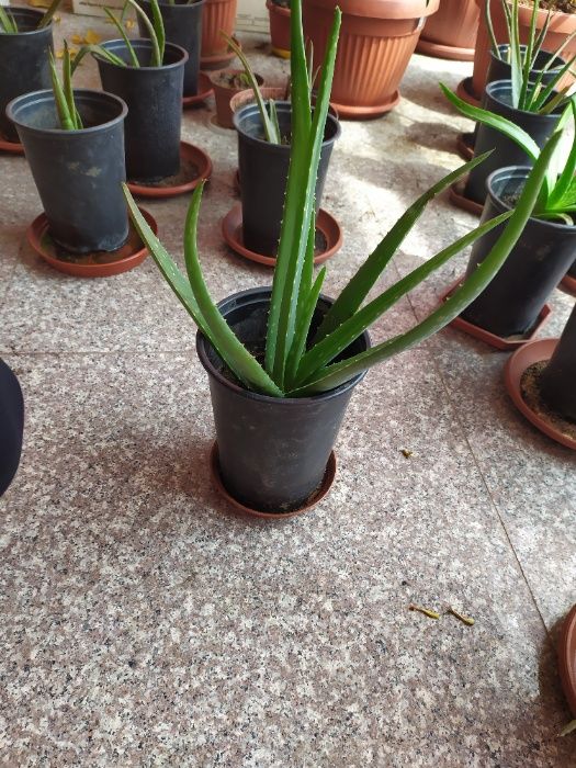 Алое Вера Барбанденсис Милър