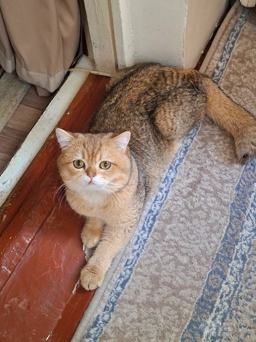 Золотая шиншилла скоттиш страйт мальчик 1.5 годик здоровый