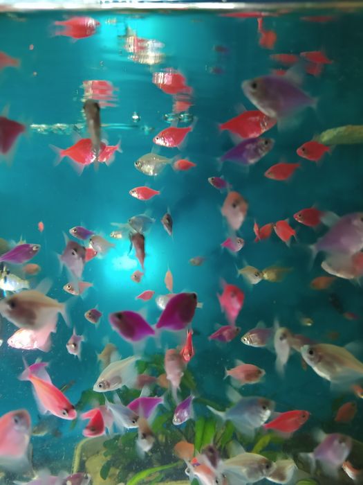 Тернеции, свой производ