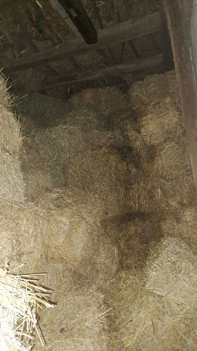 Vând baloți lucernă calitate superioara pret 35lei buc