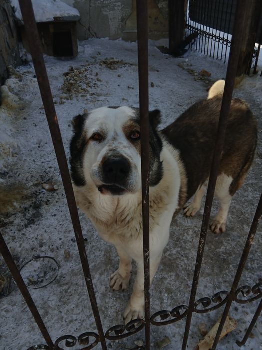 Отдам в хорошие руки