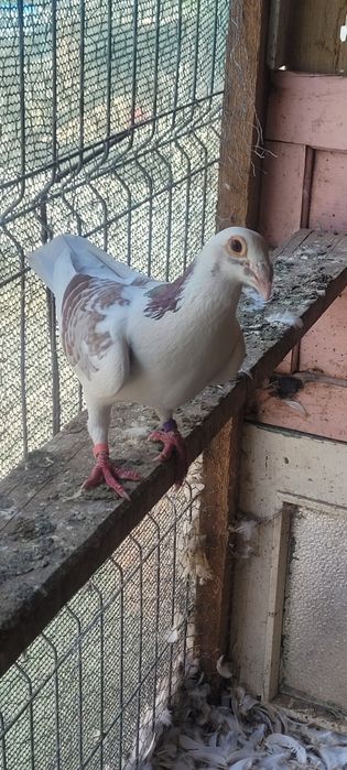 Vind porumbei texani kingi rotați  voiajori stil veichi