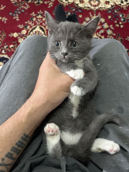 Котенок ищет семью.