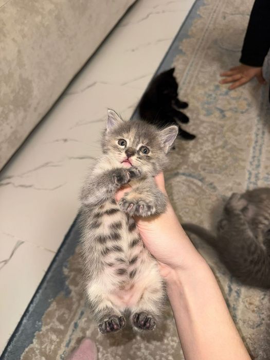 Котята британцы маленькие