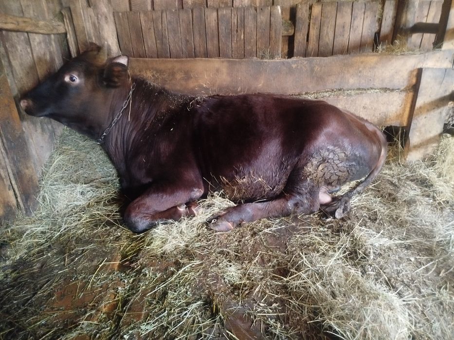 продам 5 голов КРС