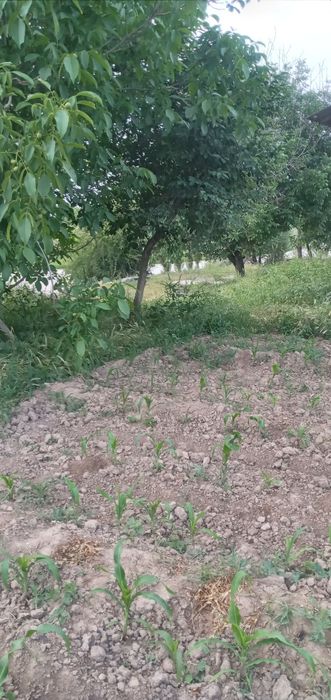 Quruq yer sotiladi 23 sotxli.