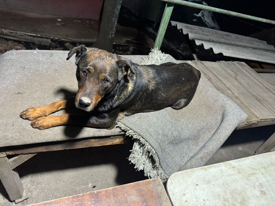 Отдадим в хорошие руки