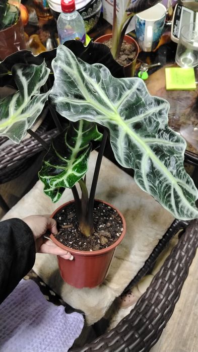 Алоказия сортовая