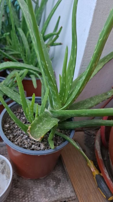 Aloe Vera impecabilă