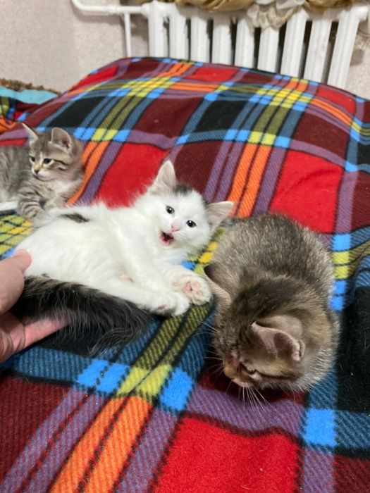 Отдам котят в добрые руки