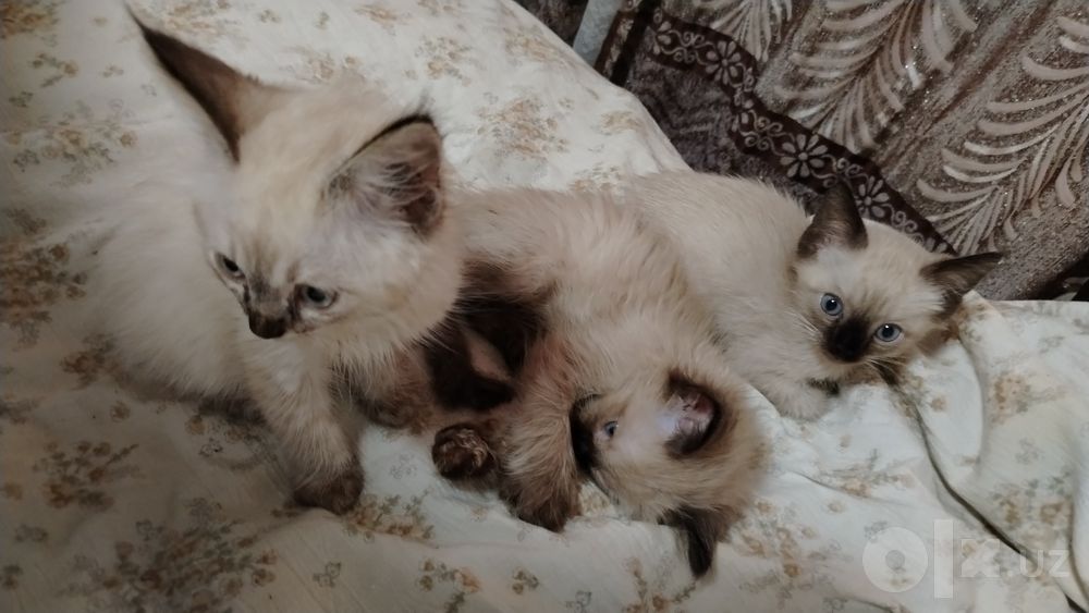 Сиамские котятя 50.000