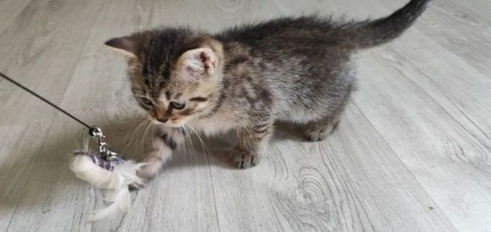 Девочки и мальчики 1.5 мес  британские