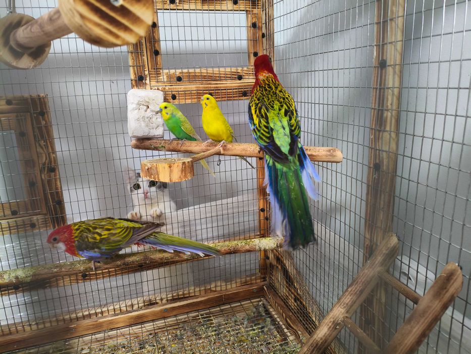 Работещ чифт вълнисти папагали