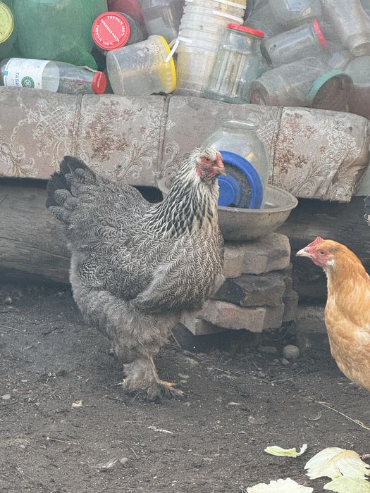 Продам кур брамы